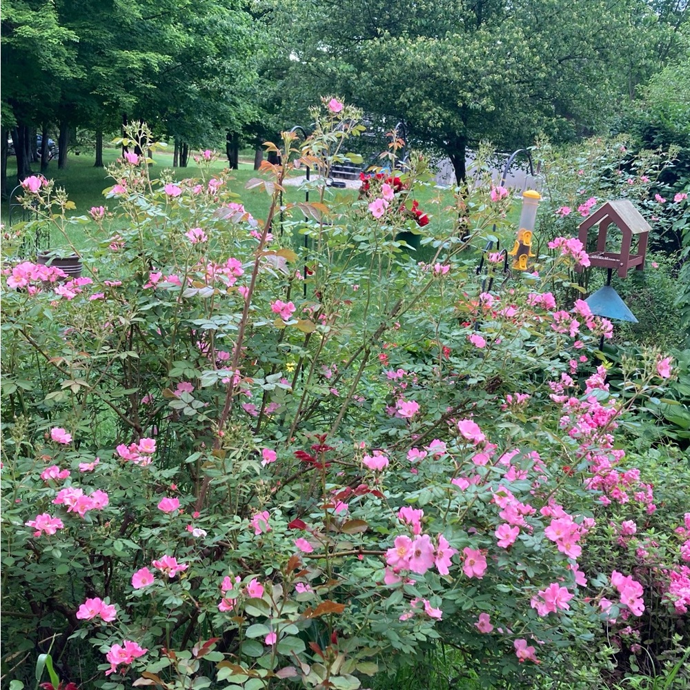 Photo of garden flowers on canvas with sides